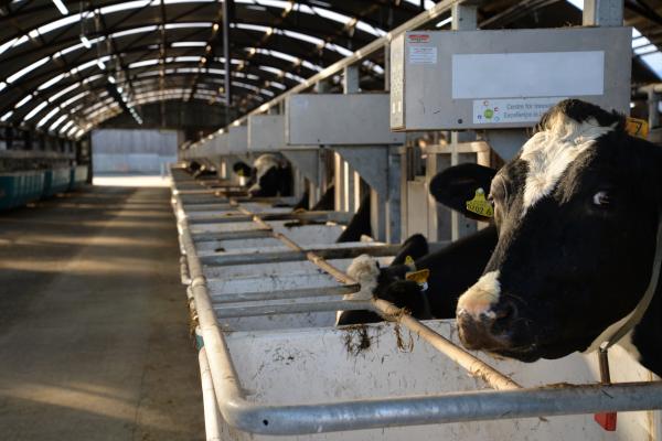 Can ‘machine learning’ help predict dairy cow intakes