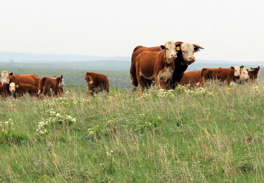 Caring for bulls during the breeding season