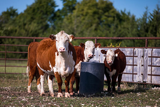 Caring for first-calf heifers and calves