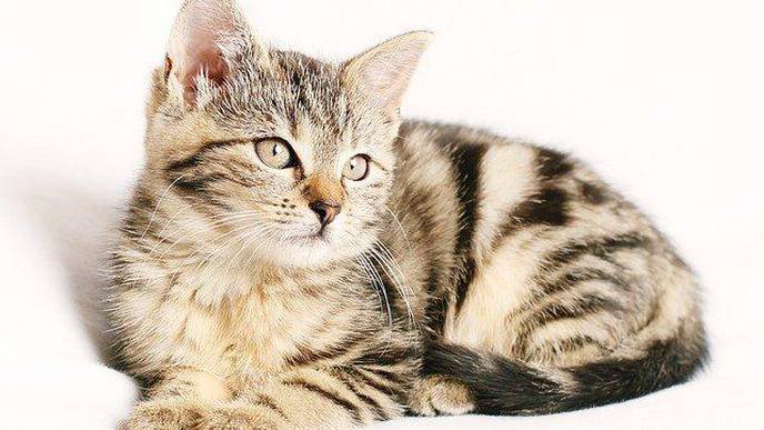 Cat bacteria treats mouse skin infection, may help you and your pets as well