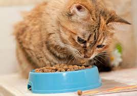 Cats prefer to get free meals rather than work for them