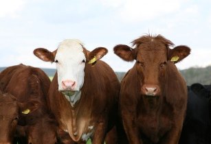 Cattle keepers and farmers in Bahr El Ghazal agree on peaceful coexistence