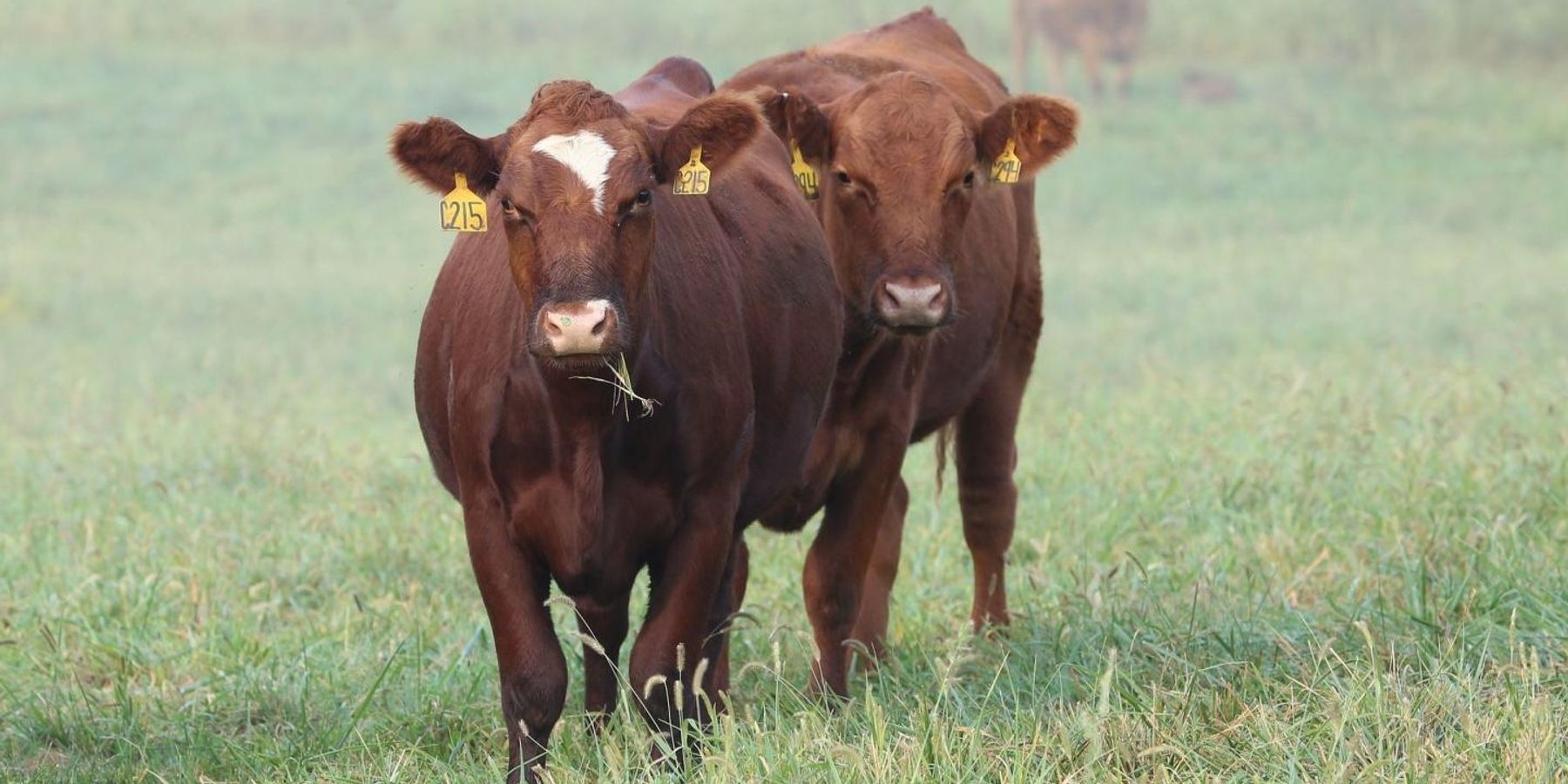 Cattle losing adaptations to environment