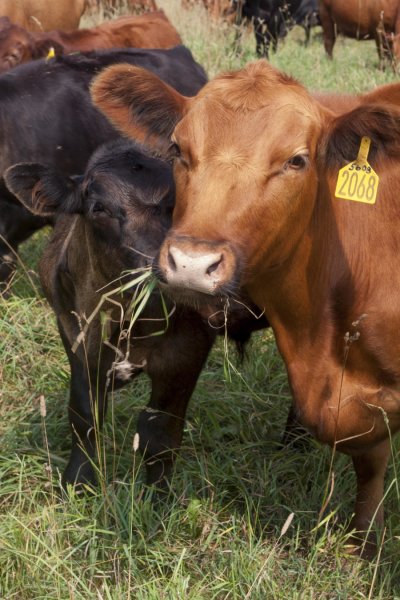 Environmentally friendly cattle production