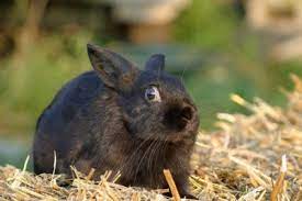 Causes of stress of rabbits