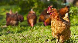 Chickens Can Help Protect Humans from Malaria