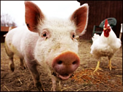 Chickens and pigs with integrated genetic scissors