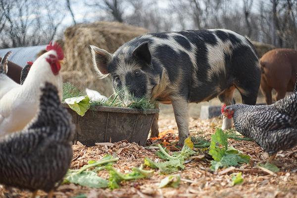 Chickens and pigs with integrated genetic scissors