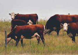 Chute-side vaccine cooler a useful tool for cattle producers