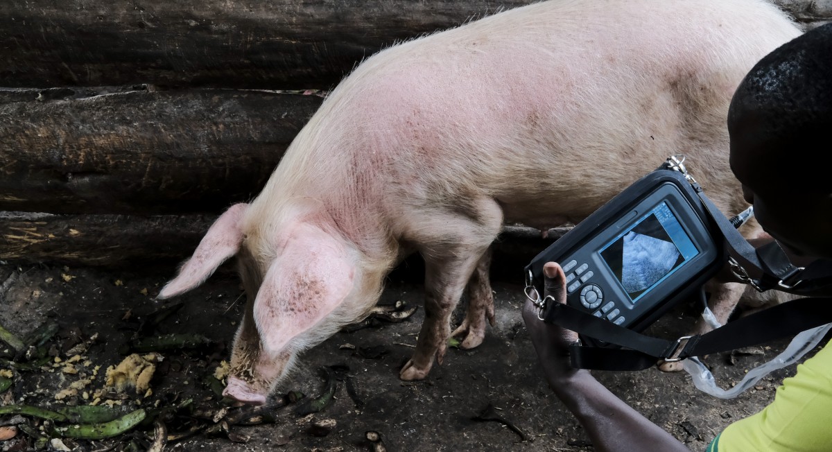 Climate induced heat stress in pigs will require joint action to protect and sustain the pig industry in Uganda for years to come