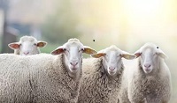 Cloned sheep can live long and healthy live