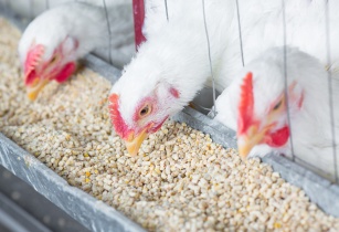 Cobb broiler breeder management guide helps customers optimise flock performance