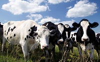 Common Cattle Diseases
