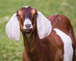 Common Causes Of  Miscarriage In Goats