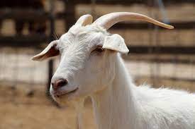 Common Diseases of Dairy Goats and Sheep