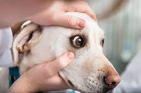 Correcting night blindness in dogs