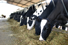 Cow’s digestive system influences human’s vitamin B12 intake