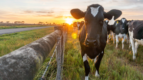 Dairy beef trial to reveal eating quality potential