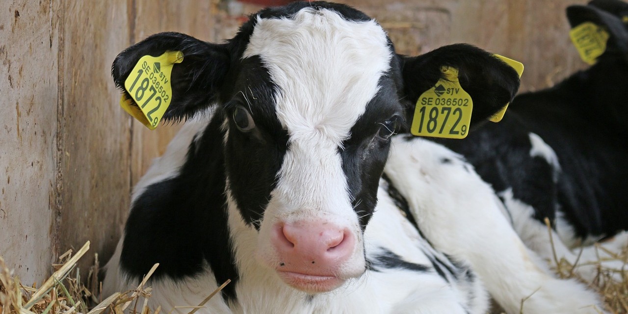 Dairy calves benefit from higher-protein starter feed