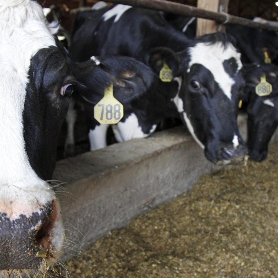 Dairy cattle What are we breeding for, and who decides