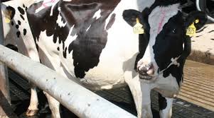 Dairy cows exposed to heavy metals worsen antibiotic-resistant pathogen crisis