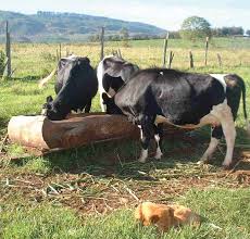 Dairy cows fed a low-energy diet around dry-off show signs of hunger
