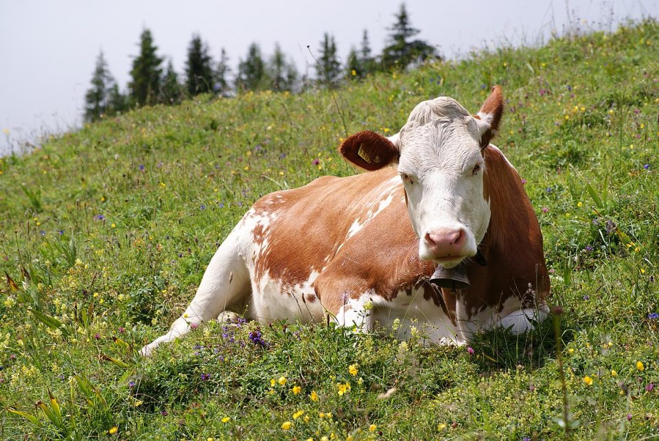Dairy cows flourish on natural pasture