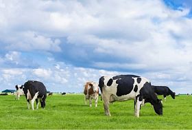 Dairy farms in The Netherlands will decrease by 33% by 2030