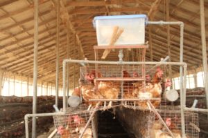 Decline in Egg Production – The Causative Factors