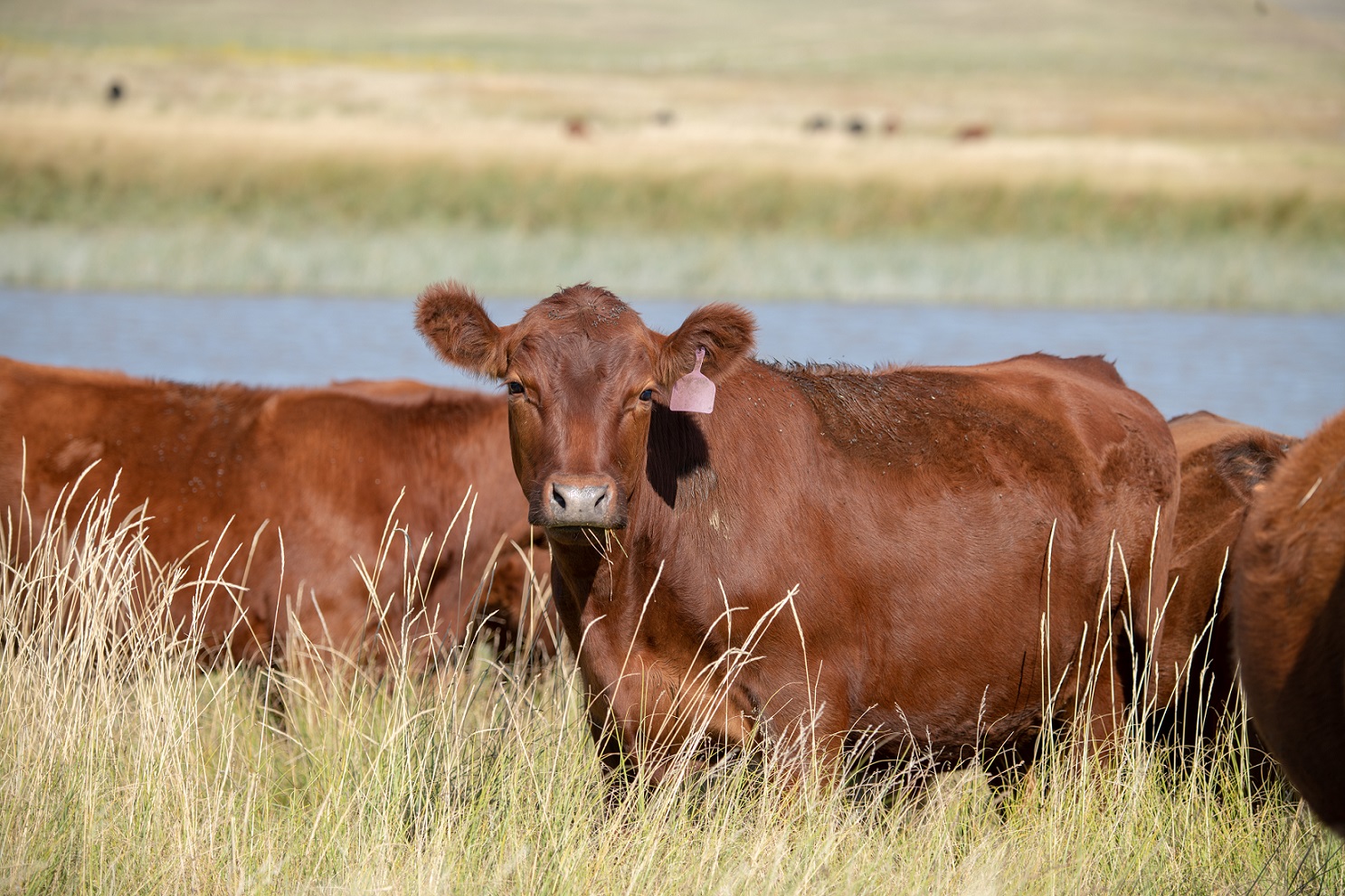 Developing heifers to fit their production environment