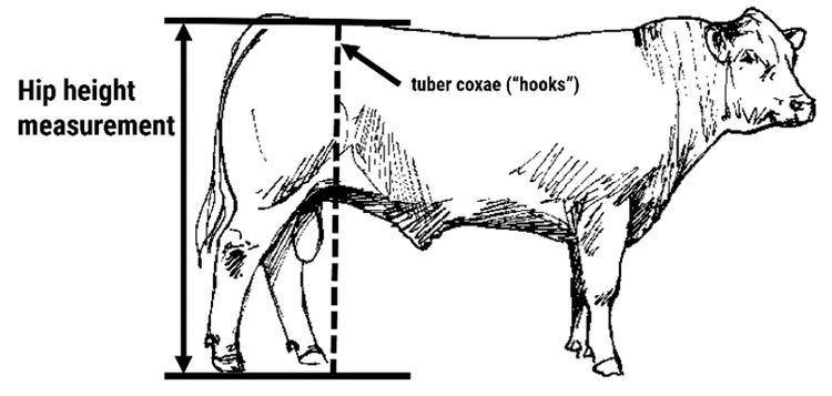 Do beef cattle frame scores need updating