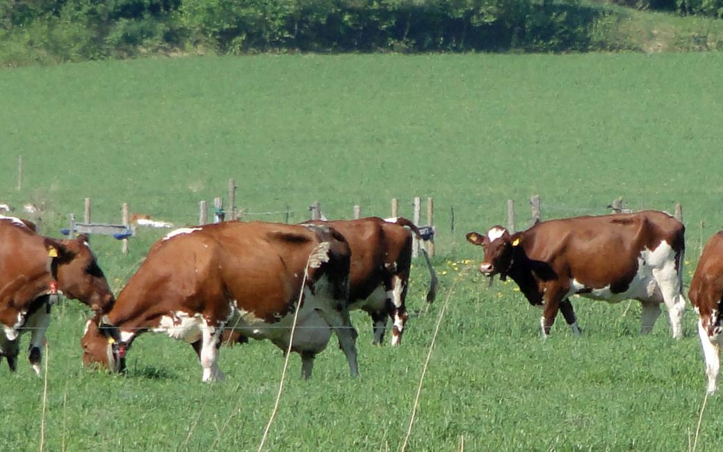 Does cattle grazing have future in Finnish dairy production