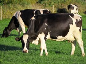 Does breed type influence methane emissions from cattle