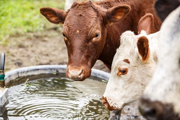 Drinking water study shows beef cattle can tolerate high levels of sulphates