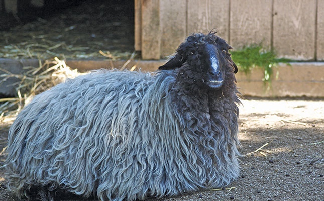 Drought, COVID-19 take heavy toll on Namibian sheep farmers