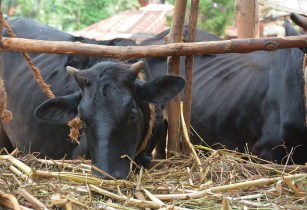 Drought fears prompt drop in Tanzania beef price