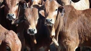 Dutch company eyes empowering livestock owners in Ethiopia
