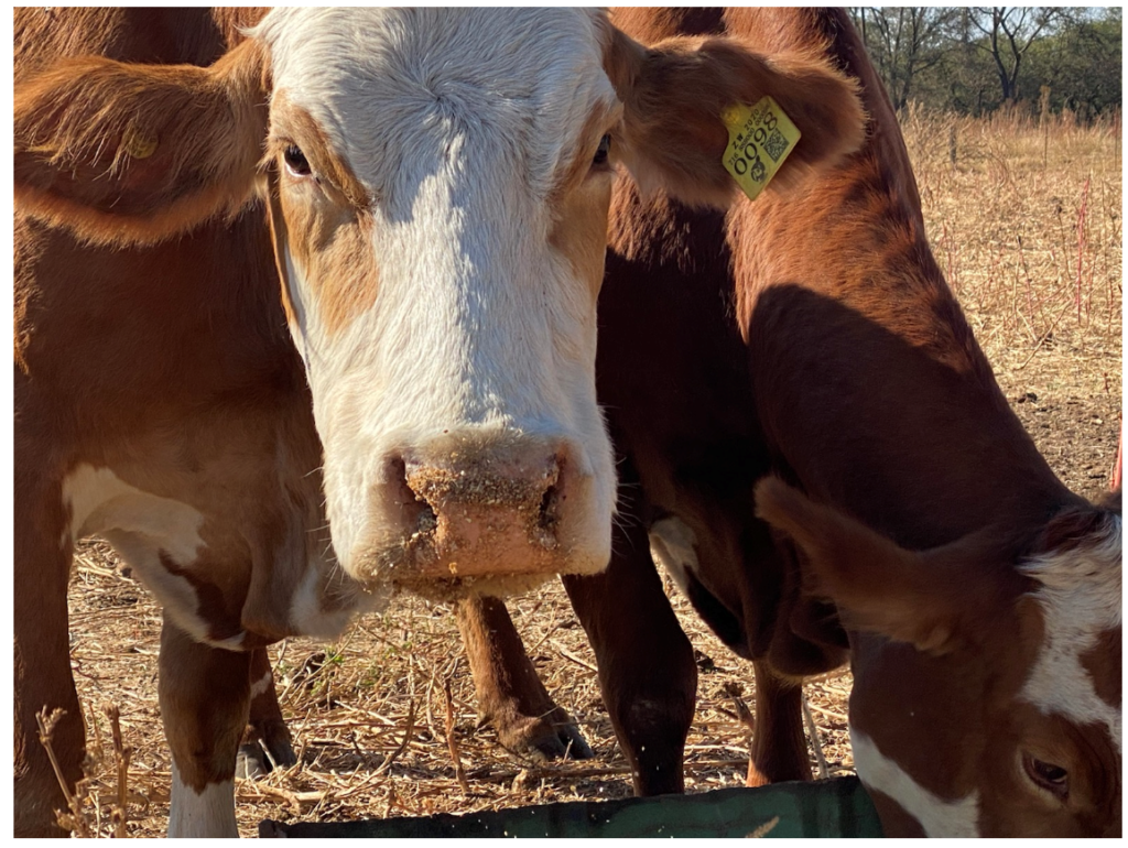 E-Livestock Global Launch Mastercard Blockchain-Based Solution To Bring Visibility To The Cattle Industry In Zimbabwe