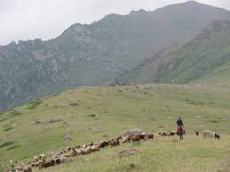 Earliest spread of millet agriculture outside China linked to herding livestock