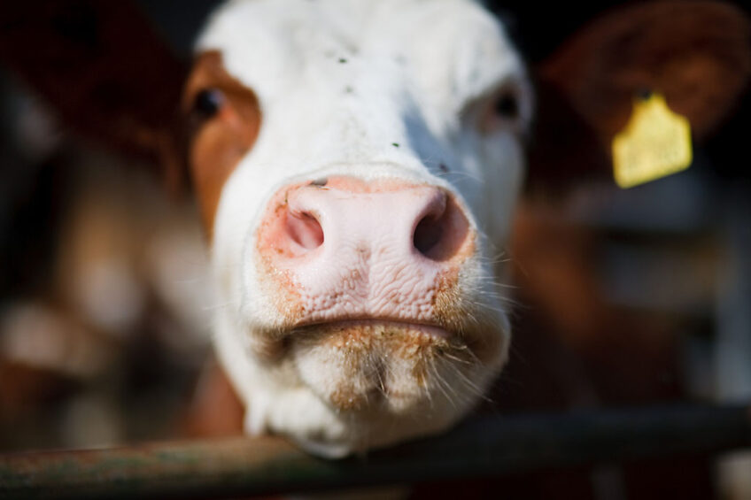 Early tooth wear in dairy cattle