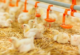 Eating fly larvae can improve broilers welfare by facilitating natural behaviour