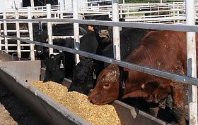 Economist reviews shocks to beef industry with implications for prices ahead