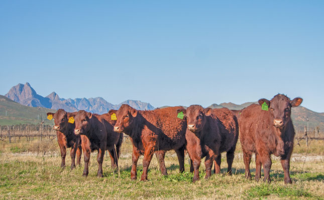 Embryo flushing Fast-tracking herd genetics is worth every cent’