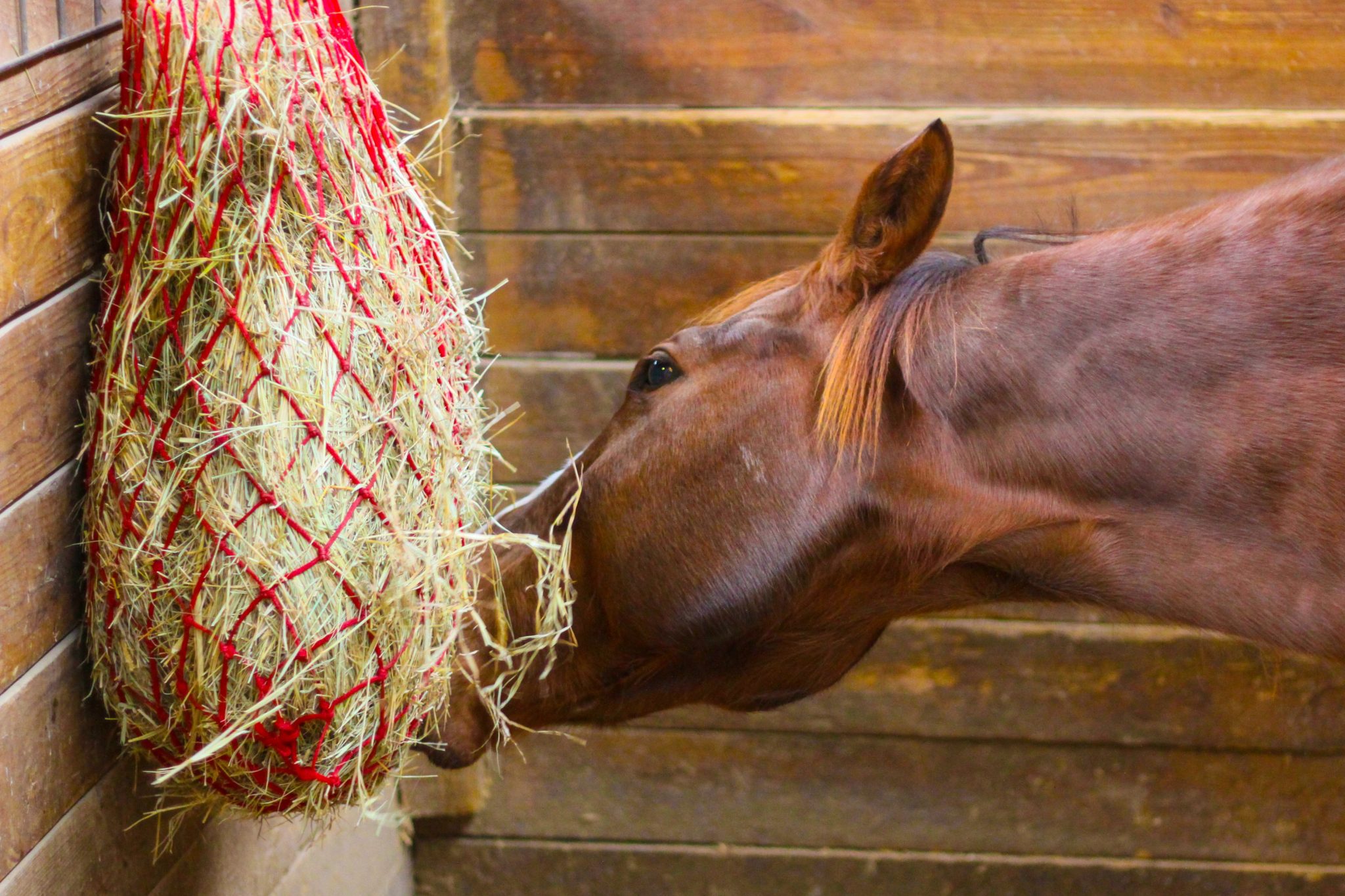 Estimating and Supplying Equine Forage Requirements