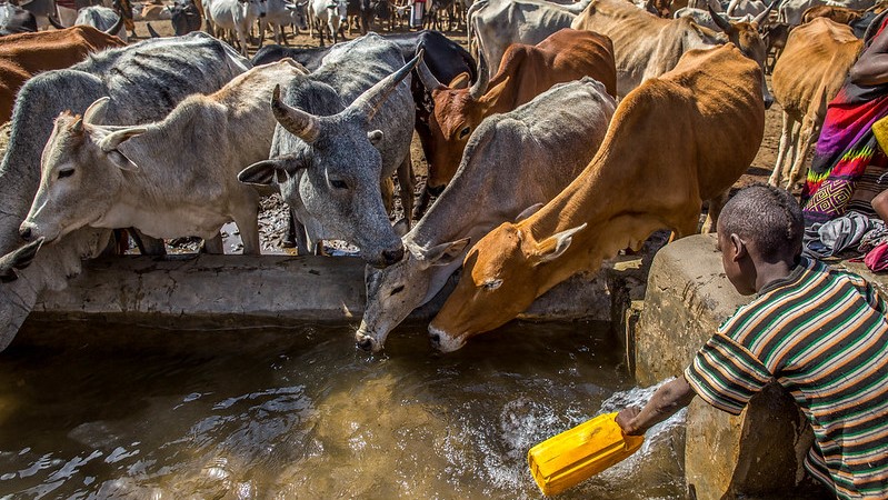 Ethiopia to shift from beef to chicken production under updated climate plan