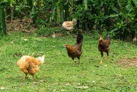 Ethiopian scientists evaluate three chicken breeds in rural and small-scale systems