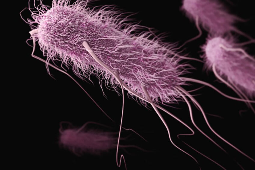 Evolving E. coli strains from farm animals to humans