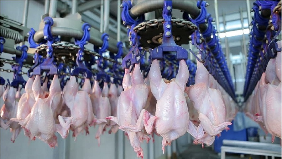 Exploring the Art of Poultry Processing
