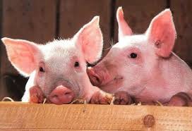FAO, OIE kickstart global initiative to stop the spread of African Swine Fever