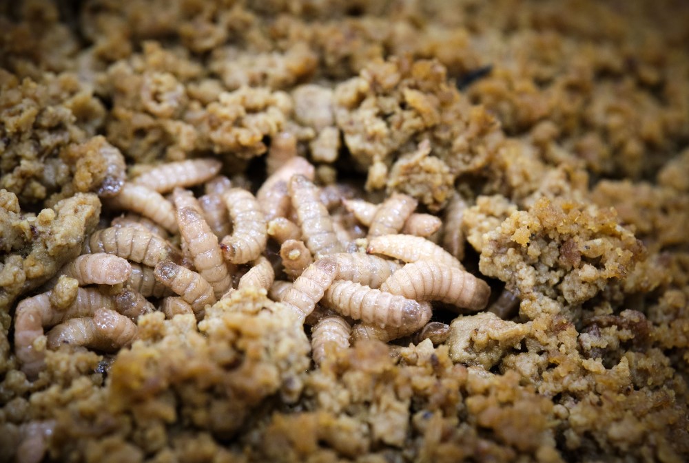 Fast food gobbling larvae could replace soy in livestock diet